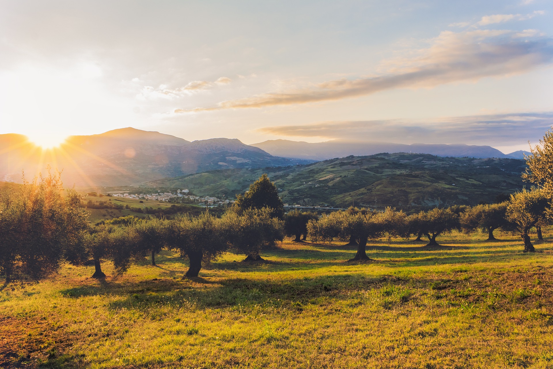 Olive oil intake and breast cancer: is there a link? 