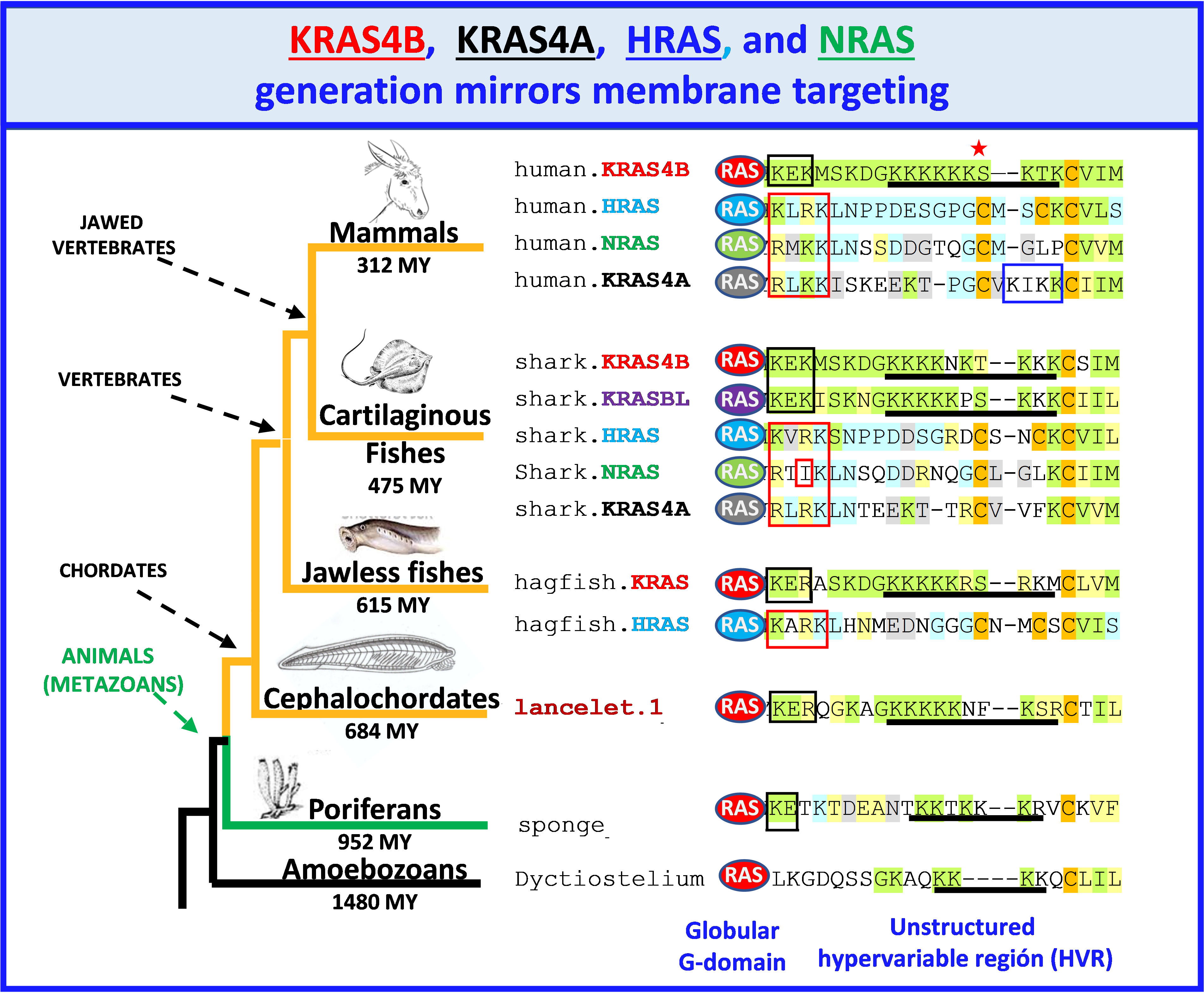 KRAS4B,  KRAS4A,  HRAS, and NRAS  generation mirrors membrane targeting 