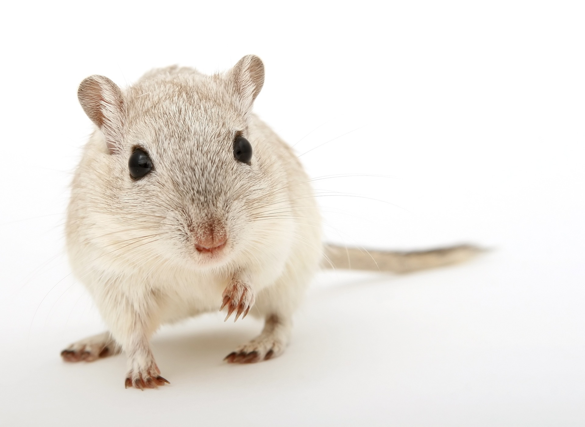 Rats remember what they want to