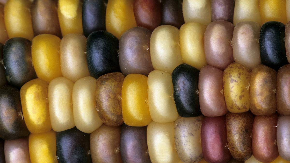 Plant jumping genes: celebrating the legacy of Barbara McClintock