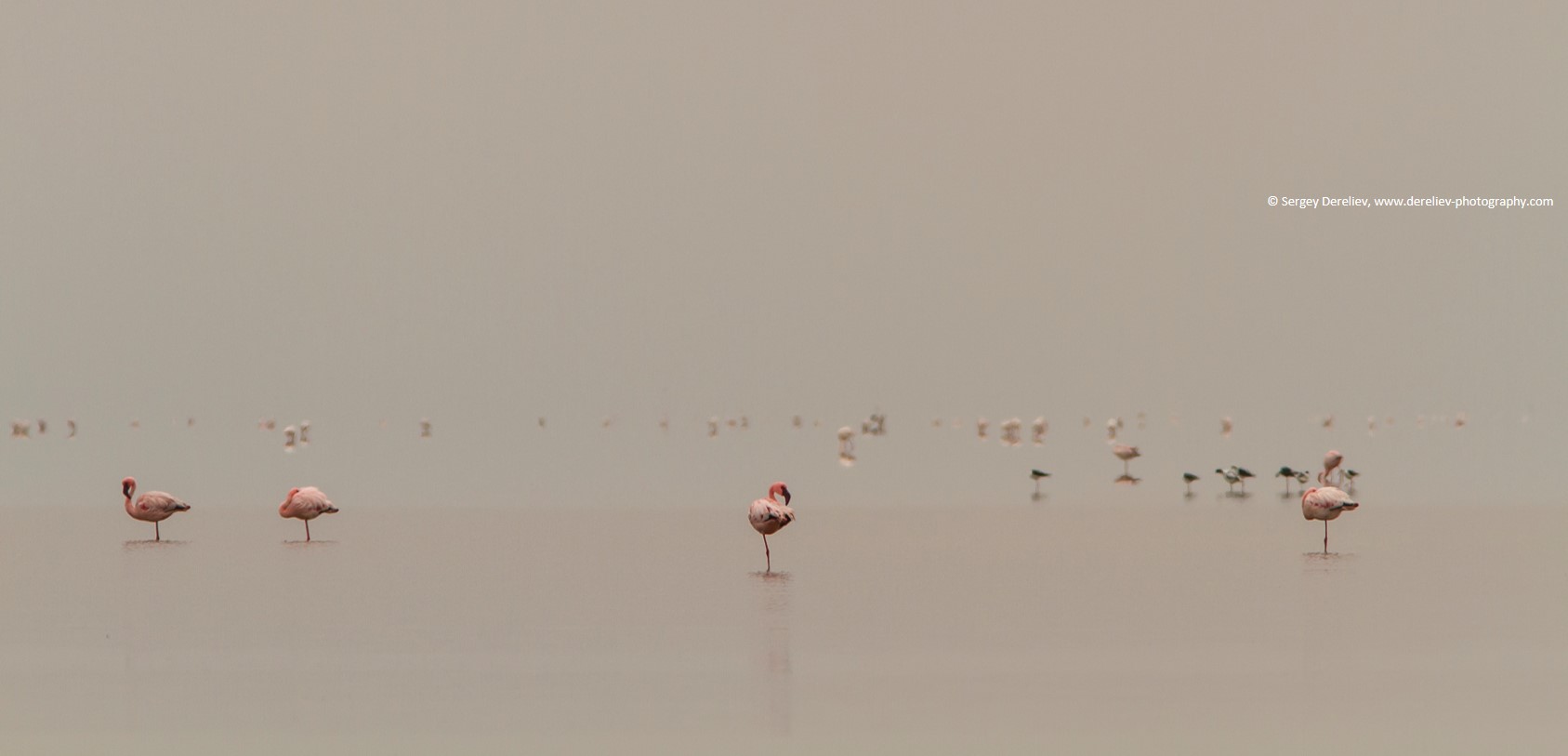 Foggy future of tropical waterbirds