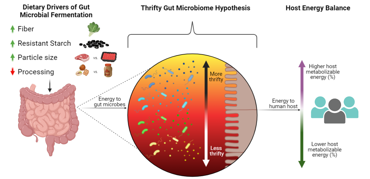 New Evidence for a Thrifty Microbiome in Humans