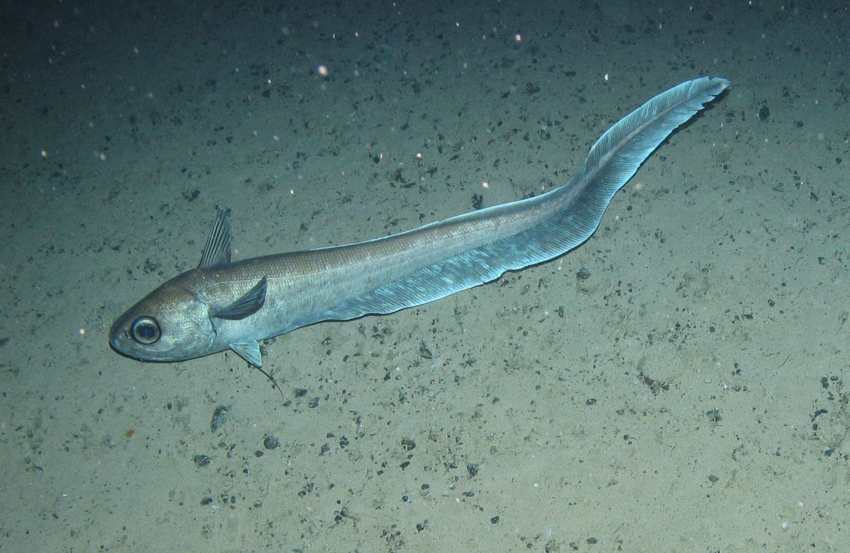 Adapting to habitat depth in the deep sea