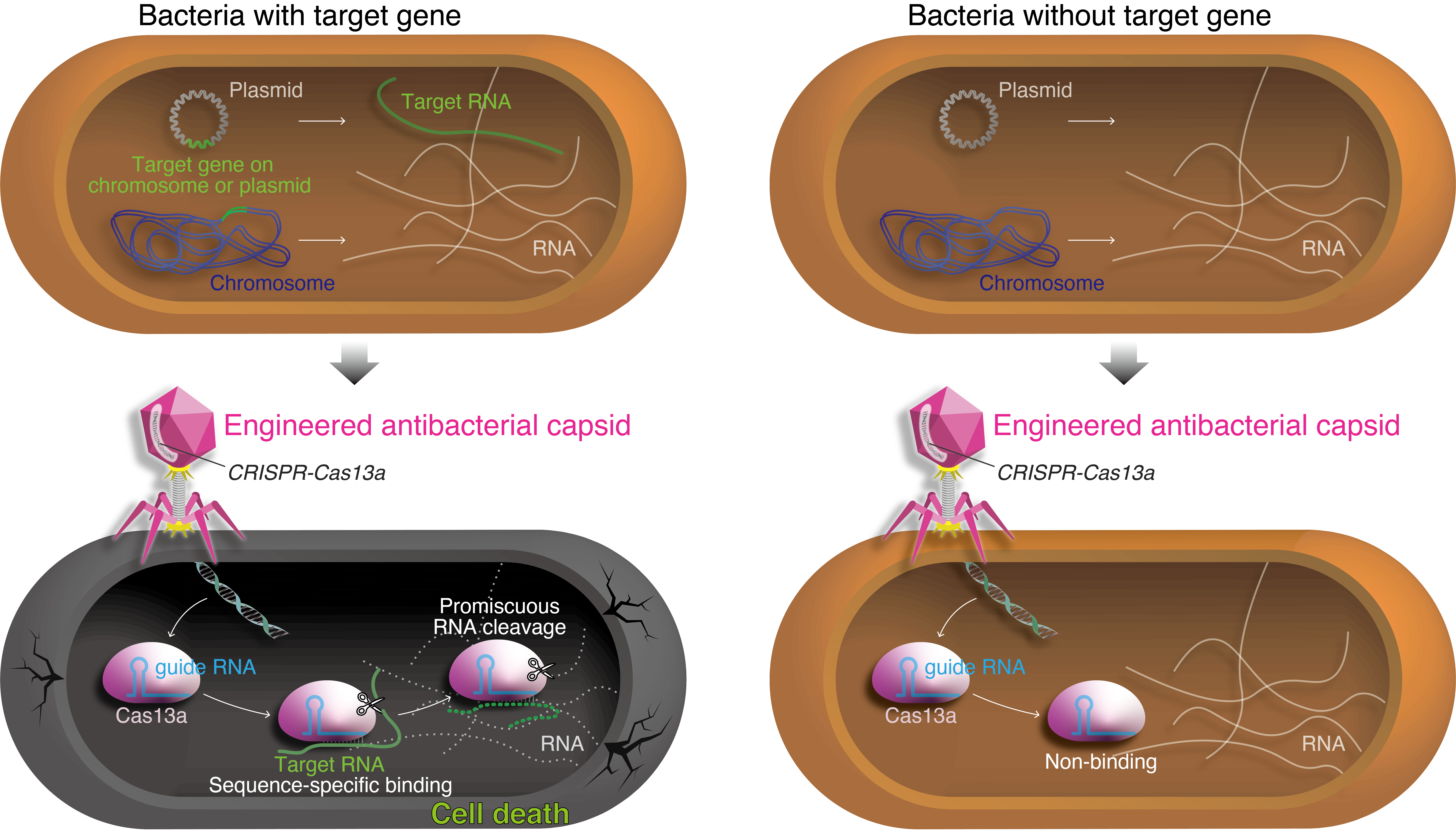 CRISPR-Cas13-based antimicrobials