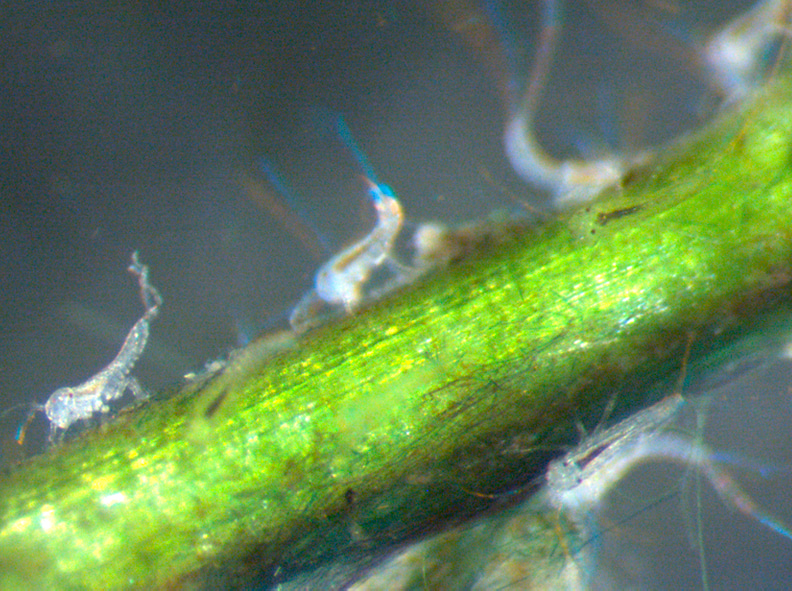 Mayflies take off: a new model to study insect evolution
