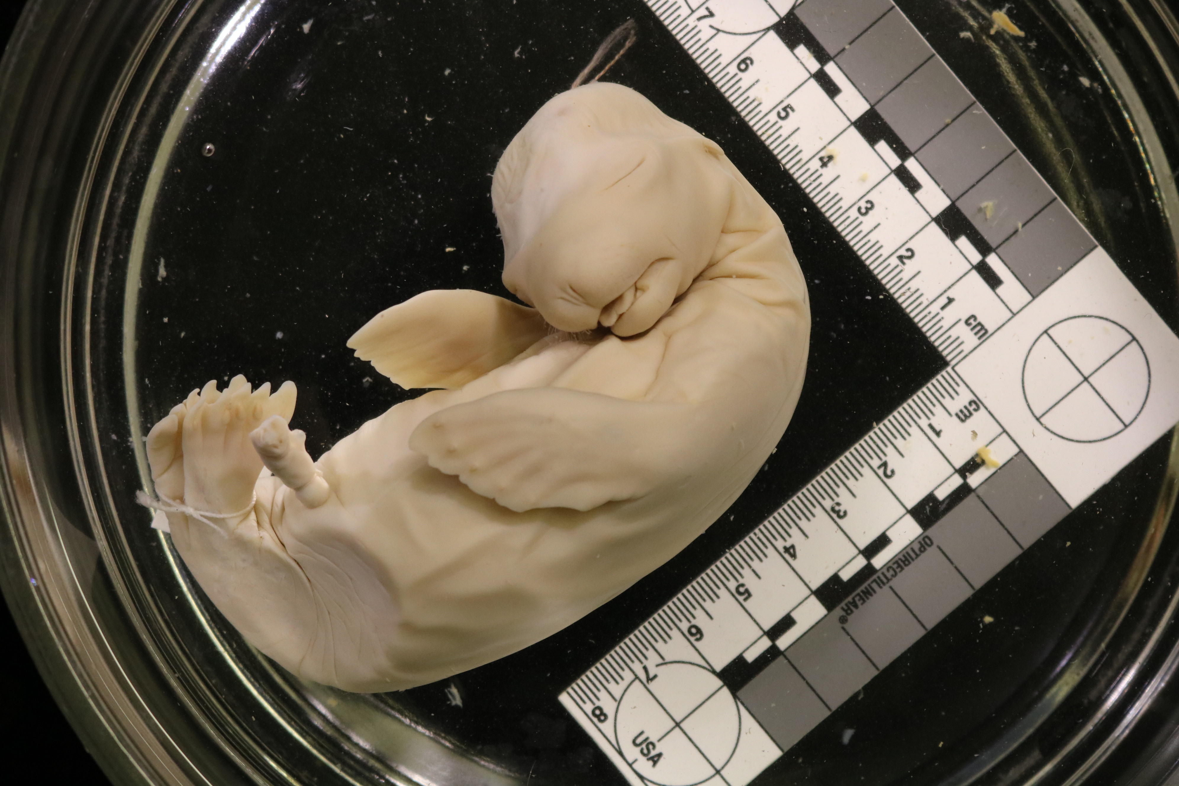 Lions & sea lions & bears, oh my: the value of natural history collections for studying the developing skeleton