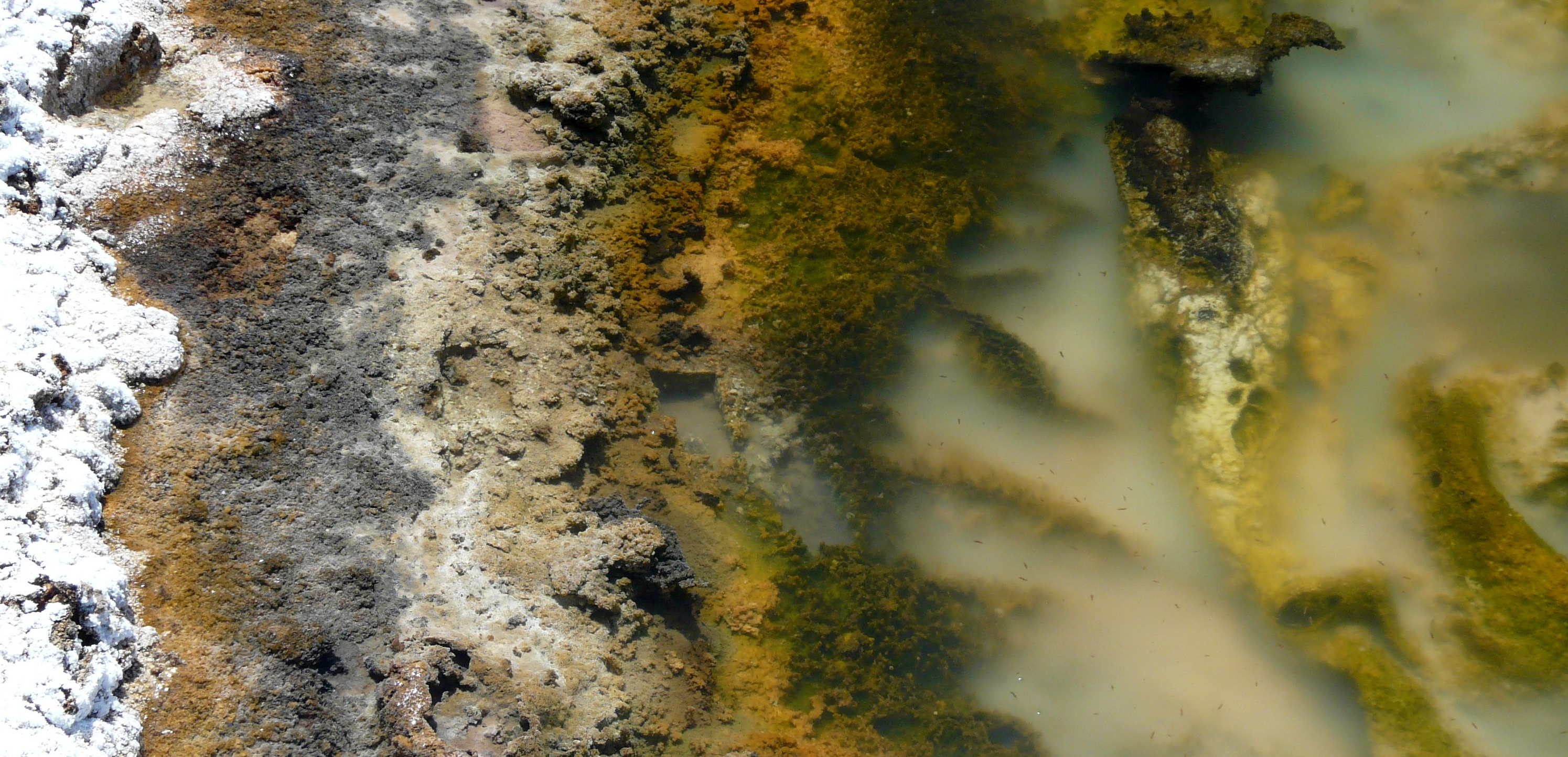 Metabolic evolution in ancient microbial ecosystems