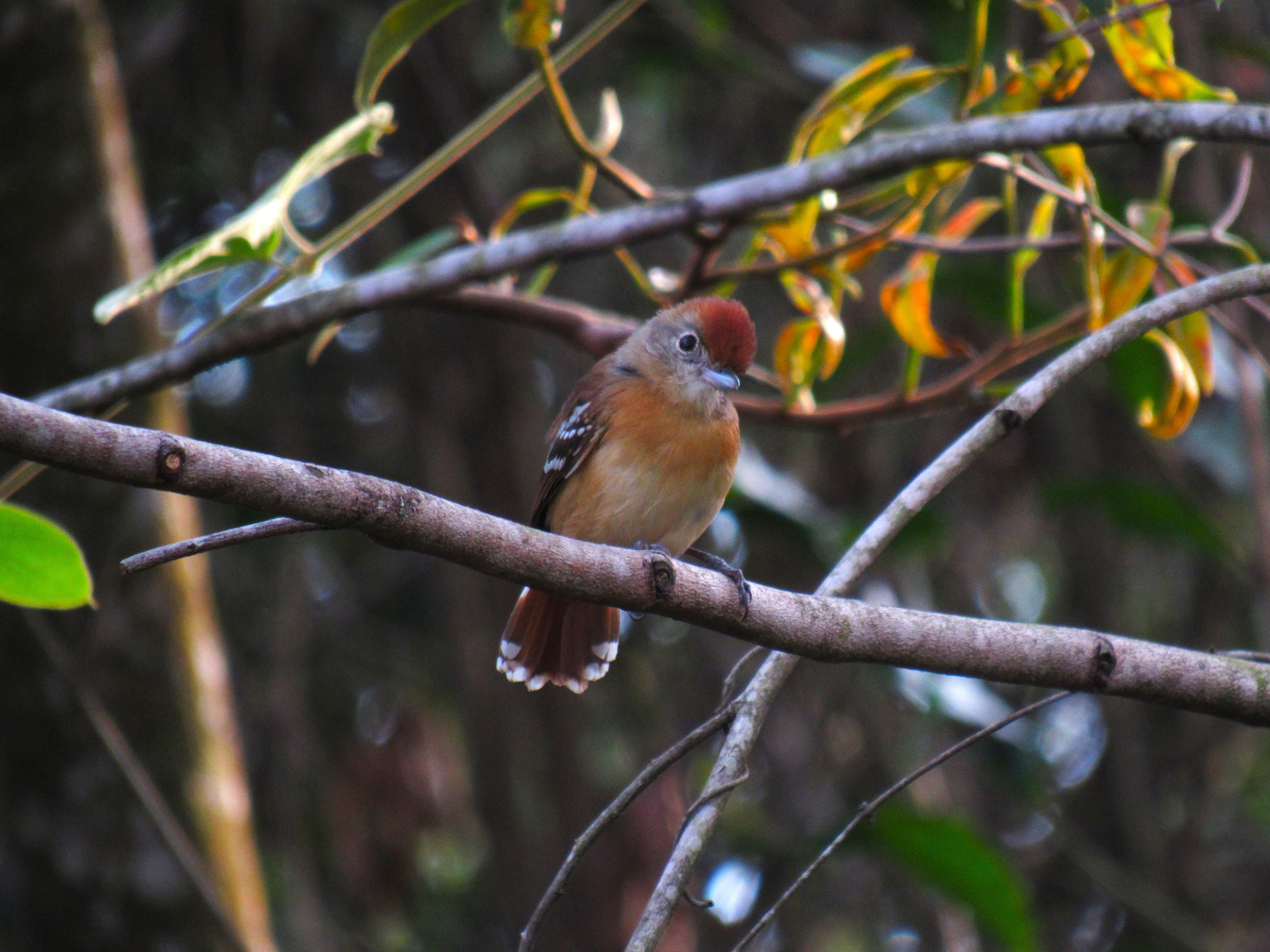 When males and females sound almost the same: searching for hidden differences in antbird songs