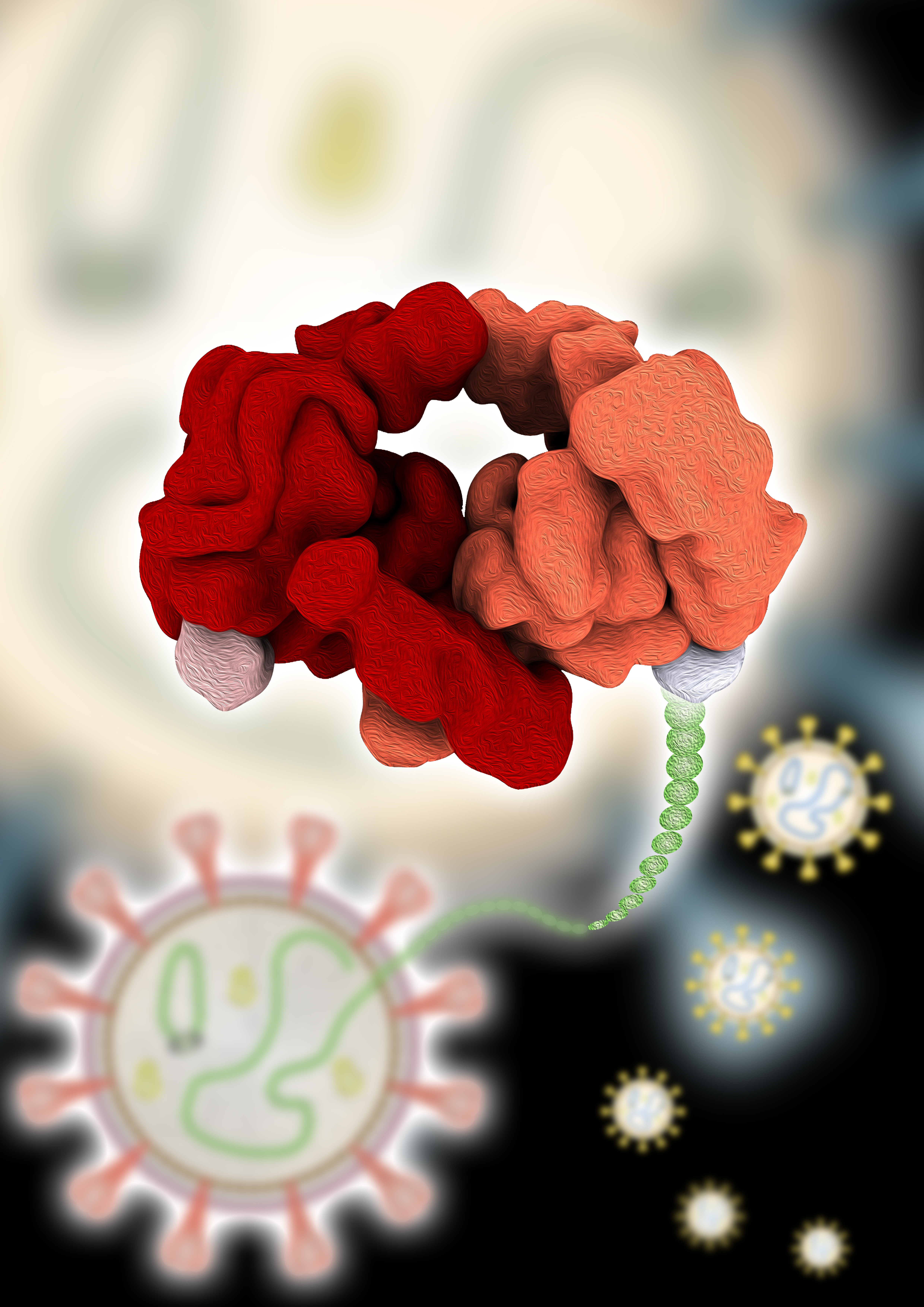 Harnessing the arenavirus polymerase for antiviral drug design