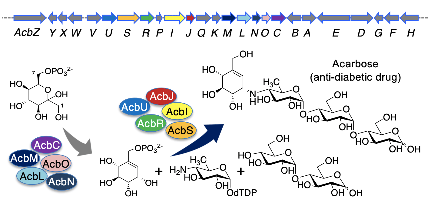 Complete biosynthetic pathway of acarbose "The Honor and Horror Story"