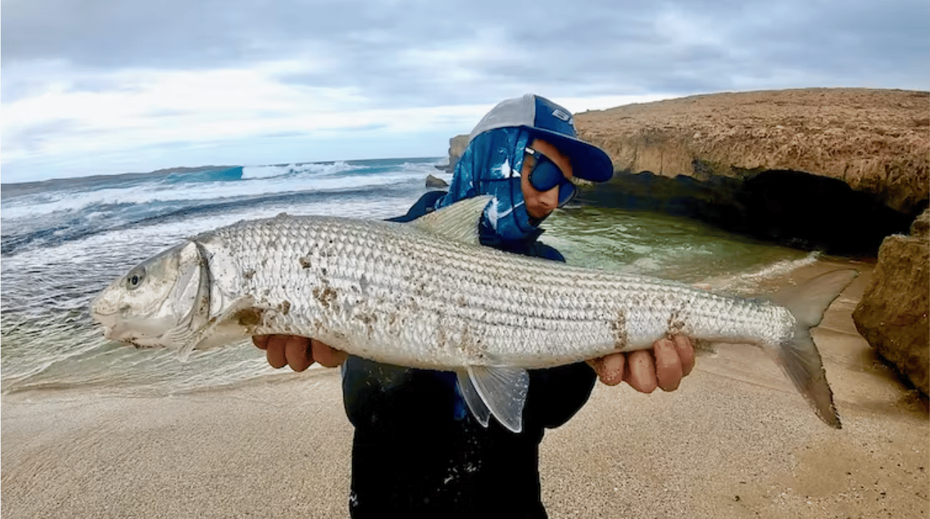 Citizen science data reveal that climate, currents and species traits all contribute to the early stages of marine species redistributions