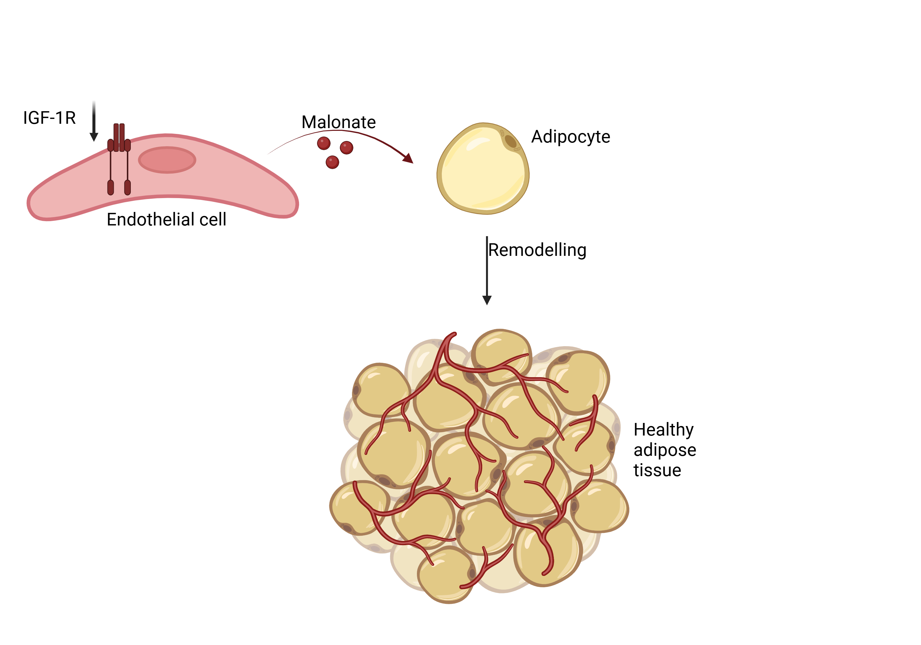 Targeting Blood Vessels to Combat Obesity: How Endothelial IGF-1R Shapes Fat Tissue Health