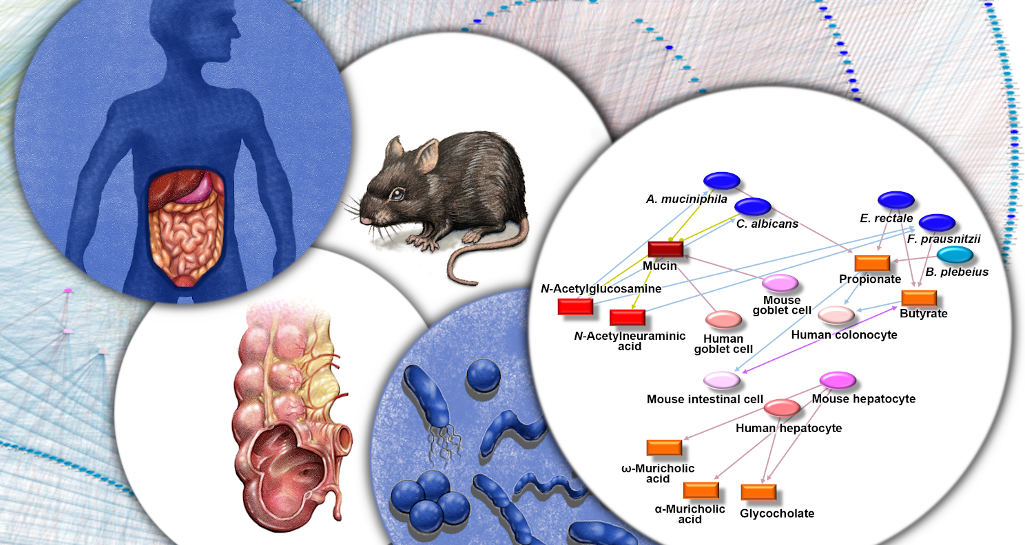 Large-scale metabolic interaction network of the mouse and human gut microbiota