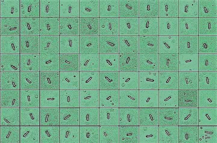 Assessing fission yeast transcriptional heterogeneity