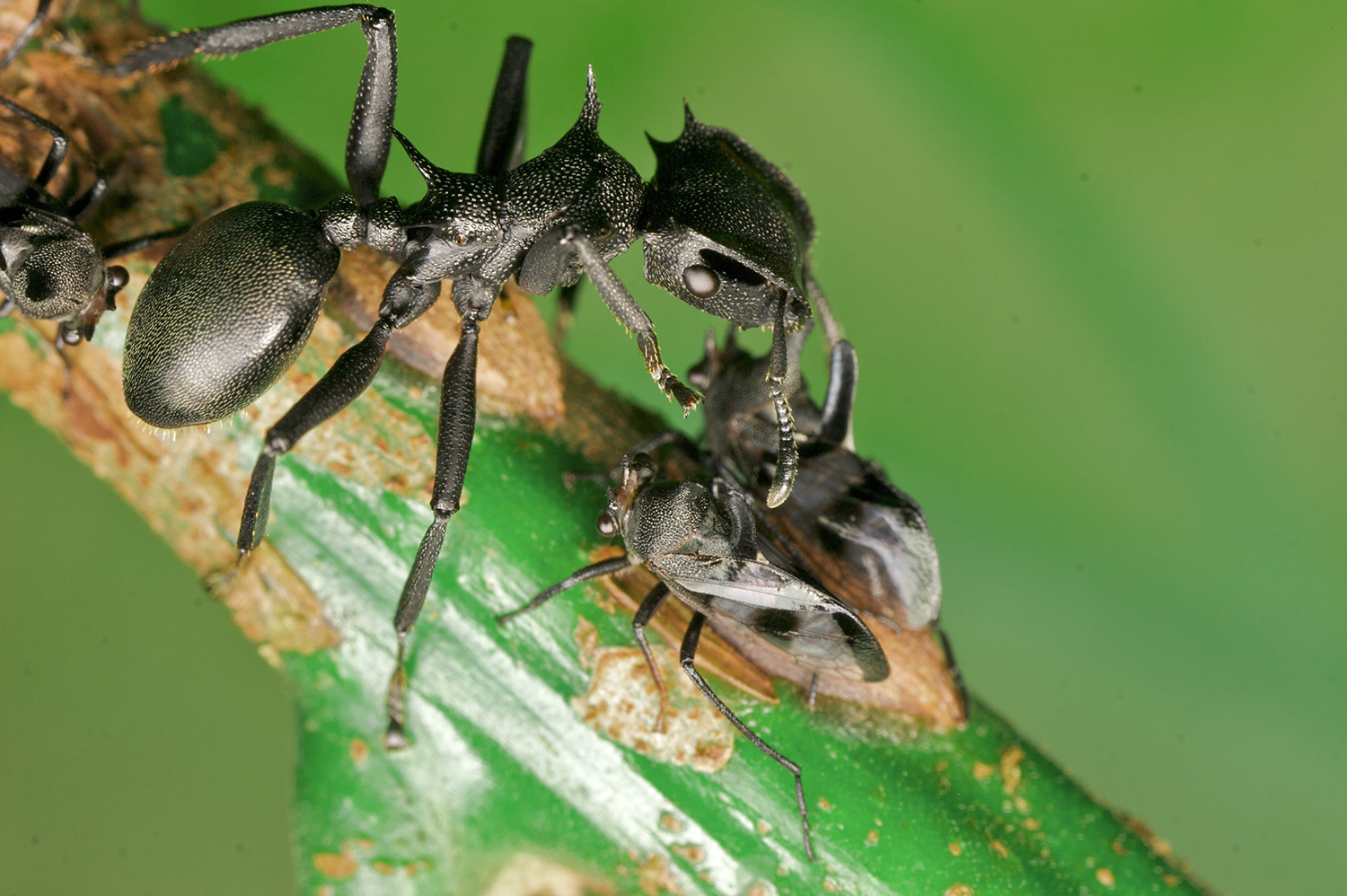 Journal Club: The ant microbiome: Making amino acids from urine