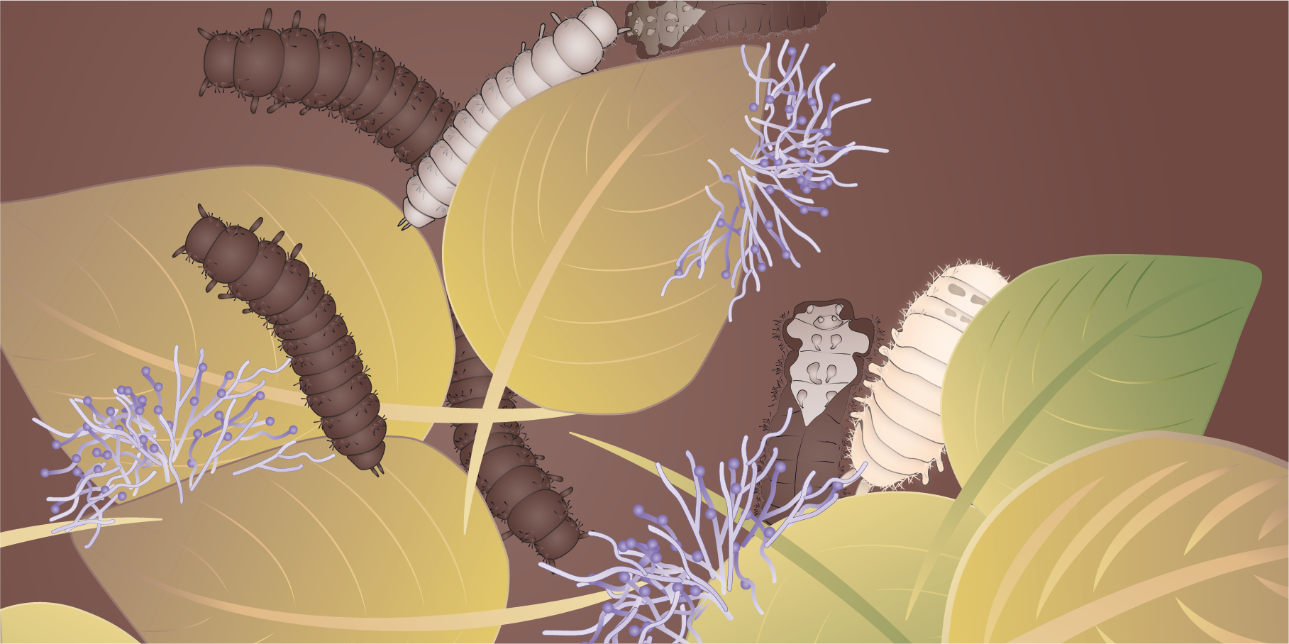 Guardians of the progeny: How ectosymbionts protect molting life stages of a beetle against fungal infection
