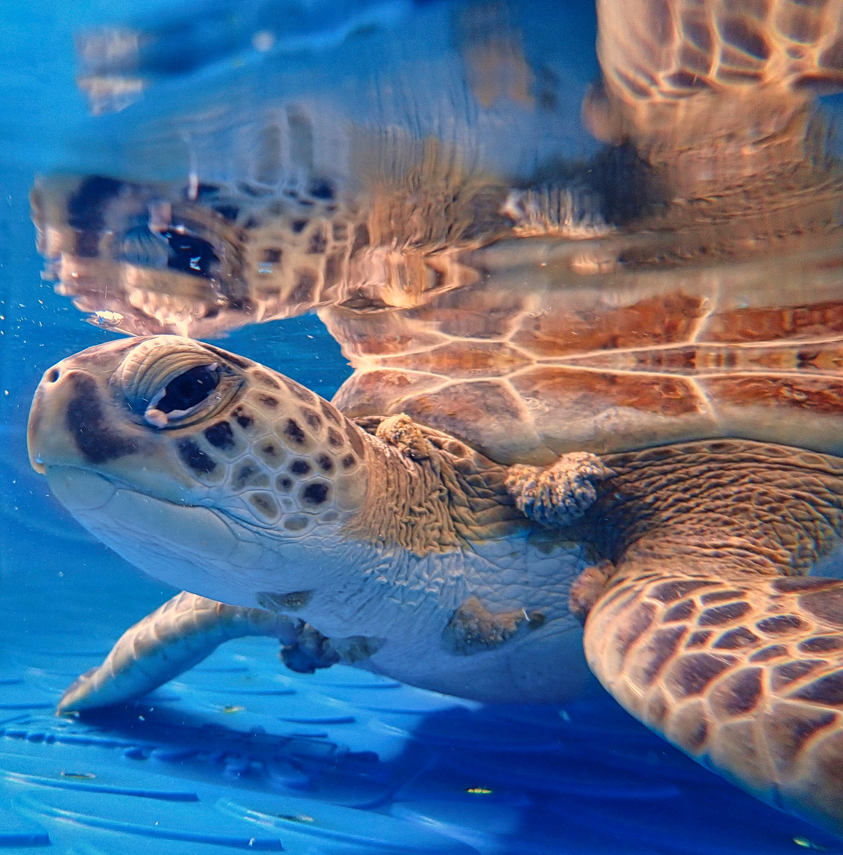 Tracking an oncogenic sea turtle virus with eDNA