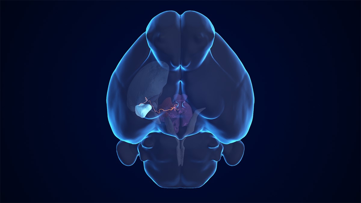 Mapping the road of neurons into fear and anxiety