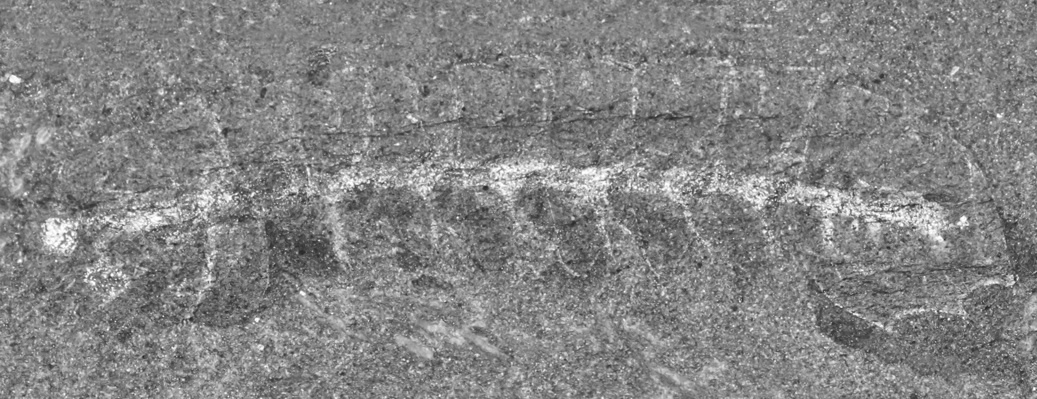 Cambrian fossils will get on your  nerves