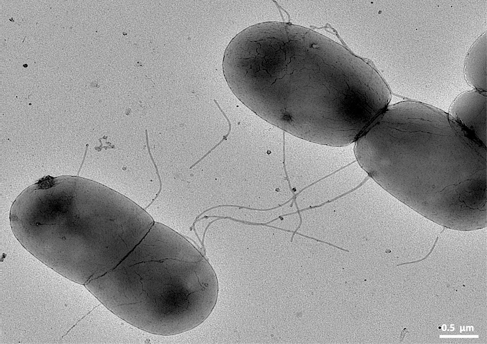 F-pilus, the ultimate bacterial sex machine