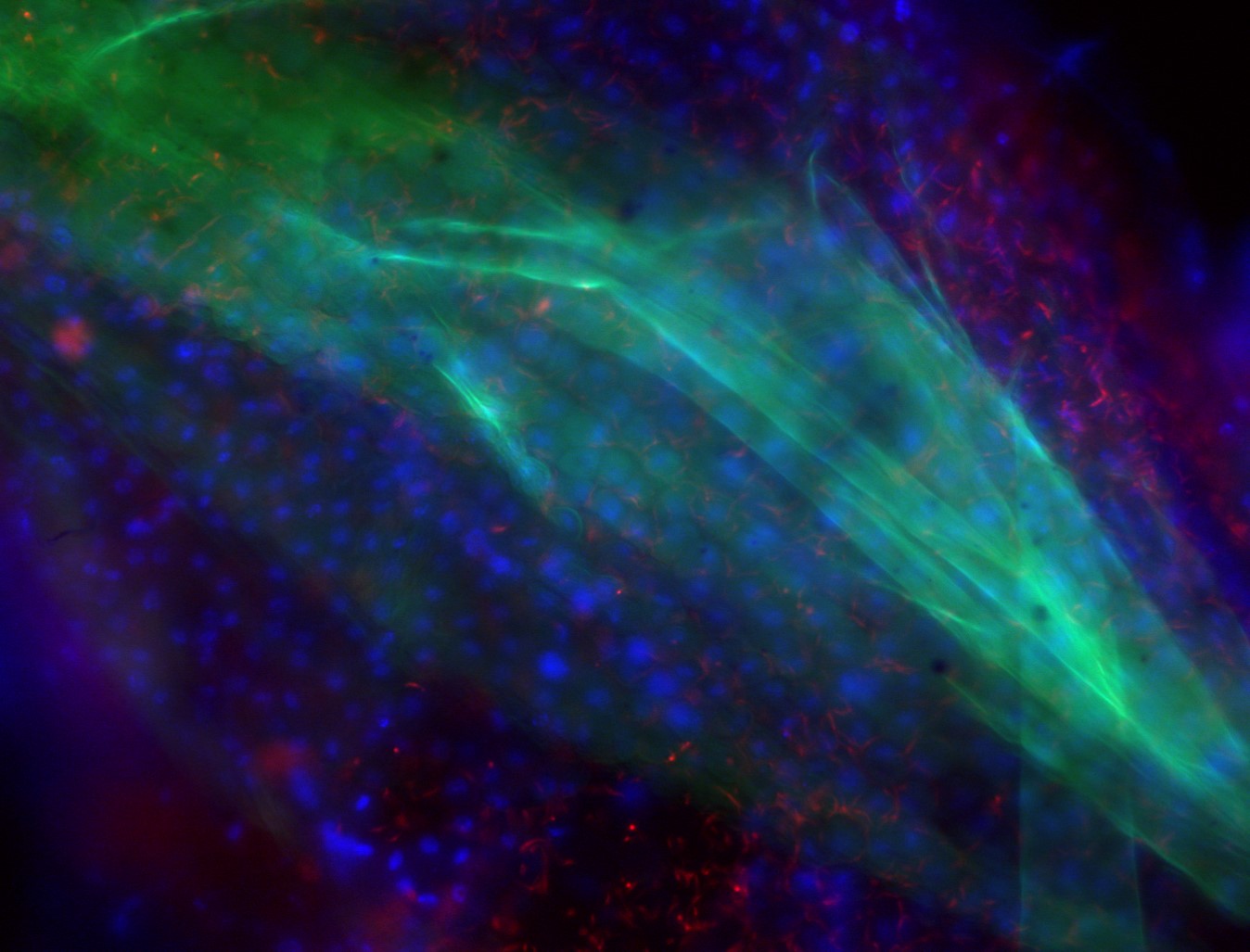 Tackling trypanosome biology takes a lot of guts