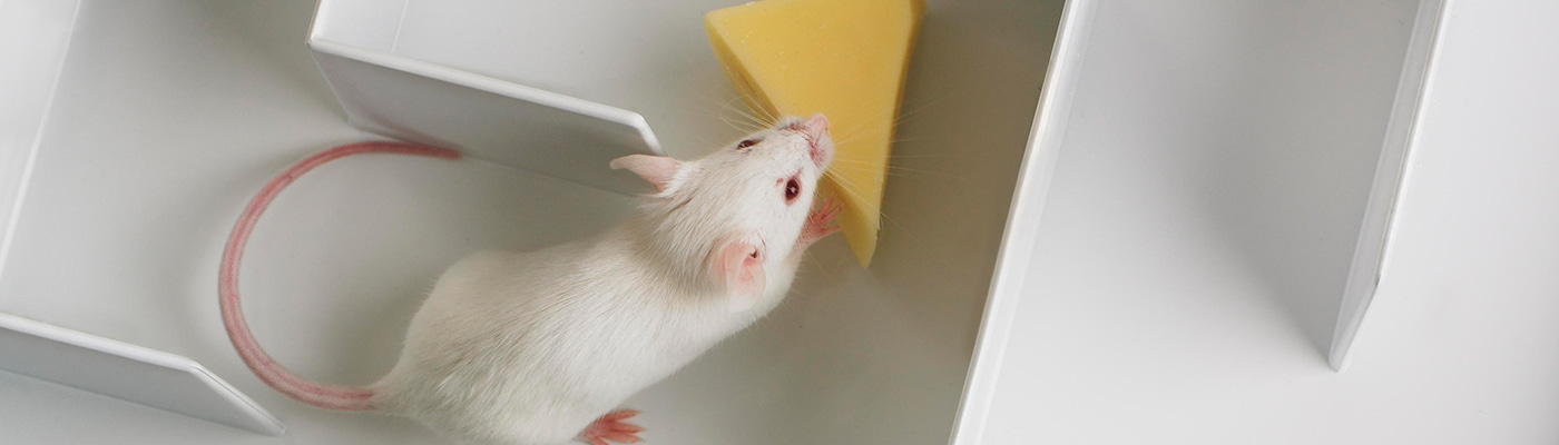 Improving reproducibility in animal research