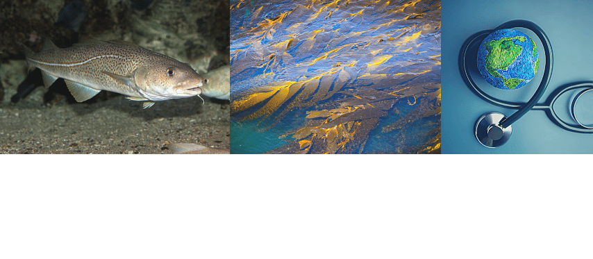 How do microbial communities assemble in the gut of Atlantic cod in response to diet and novel ingredients?  
