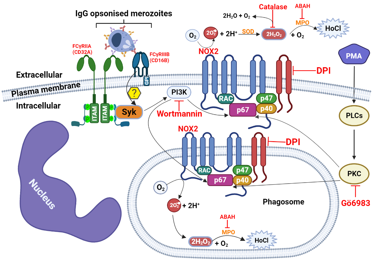 Human blood neutrophils generate ROS through FcγR-signaling to mediate protection against febrile P. falciparum malaria