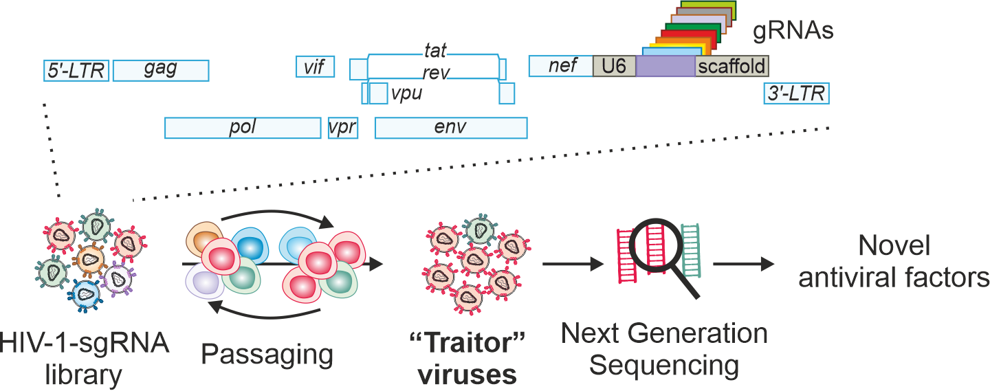 Replication-competent HIV-guided CRISPR/Cas9 approach reveals antiviral factors and mechanisms