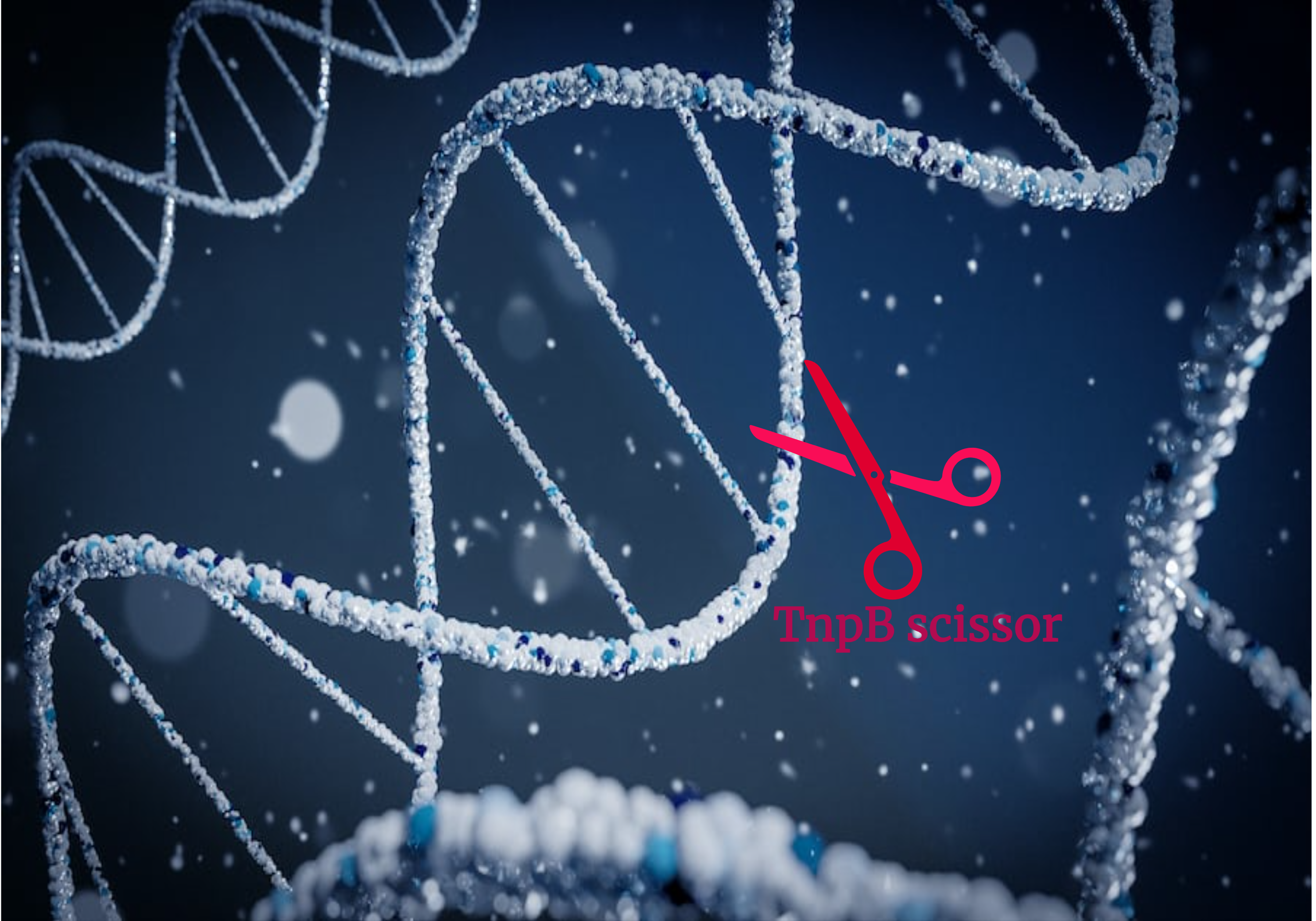 Efficient TnpB genome editors identified by a large-scale screening 