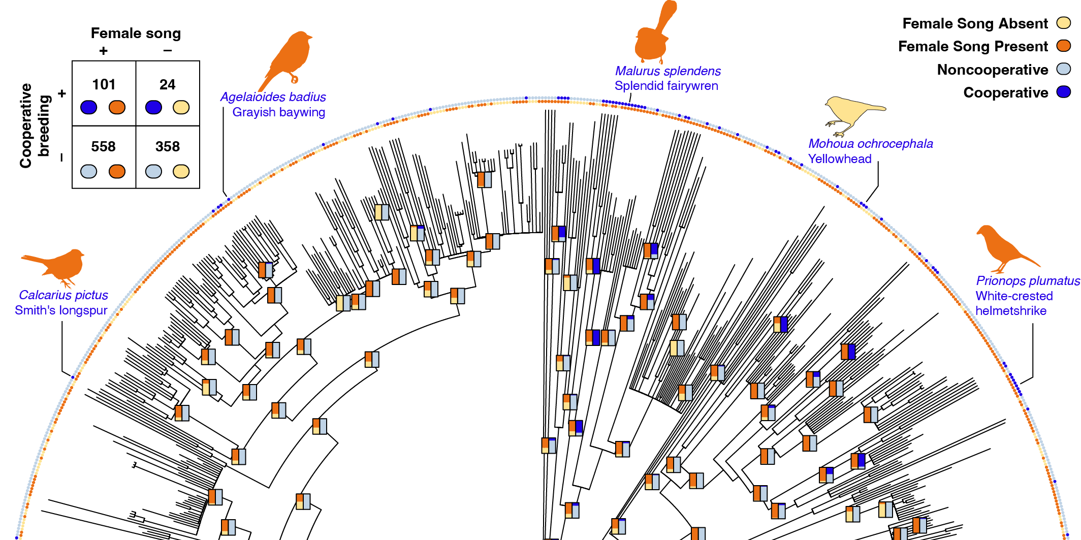 Rethinking Birdsong Through the Lens of Cooperation