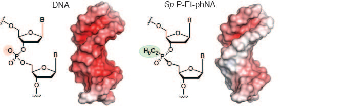 Genetic function without charge