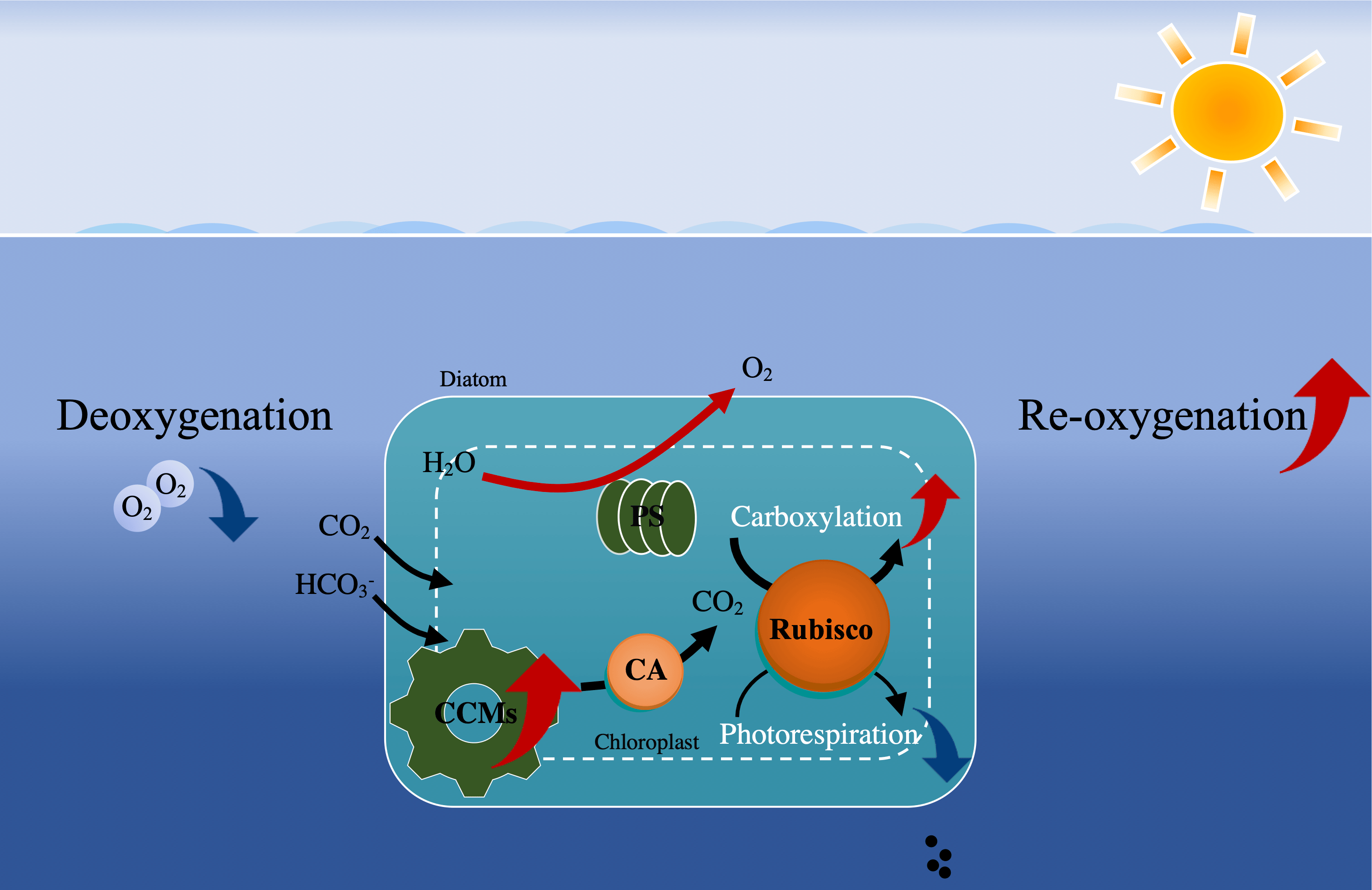 When ocean deoxygenation meets phytoplankton