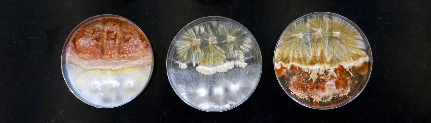 Spotlight on microbial ecology