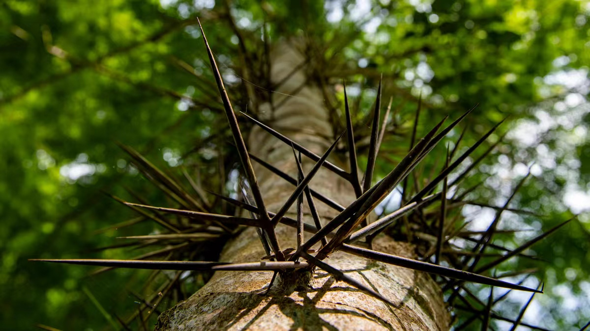 Rapid Eocene diversification of spiny plants in subtropical woodlands of central Tibet