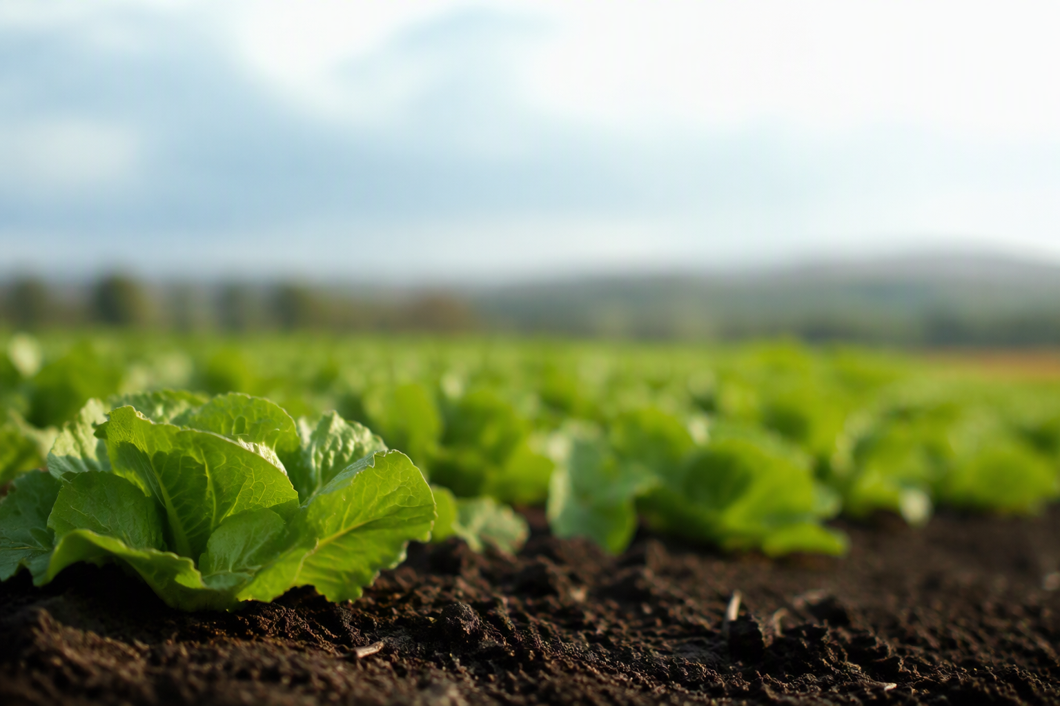 Virtual Event | 23 September 2026 Beyond Nutrients: How Plant Microbiomes May Shape the Future of Food
