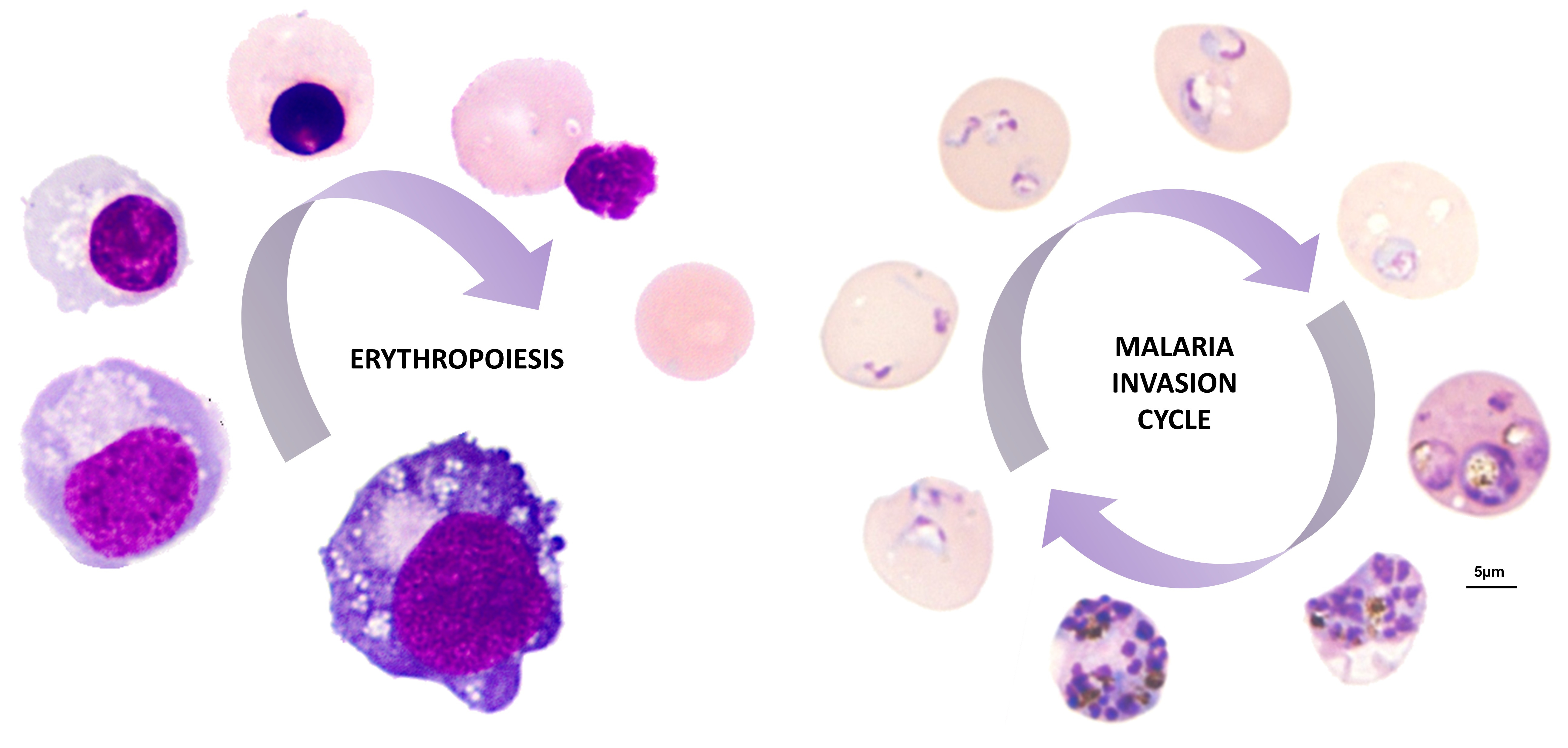 Complementing the Host: Manipulating red blood cell protein expression to explore malaria invasion