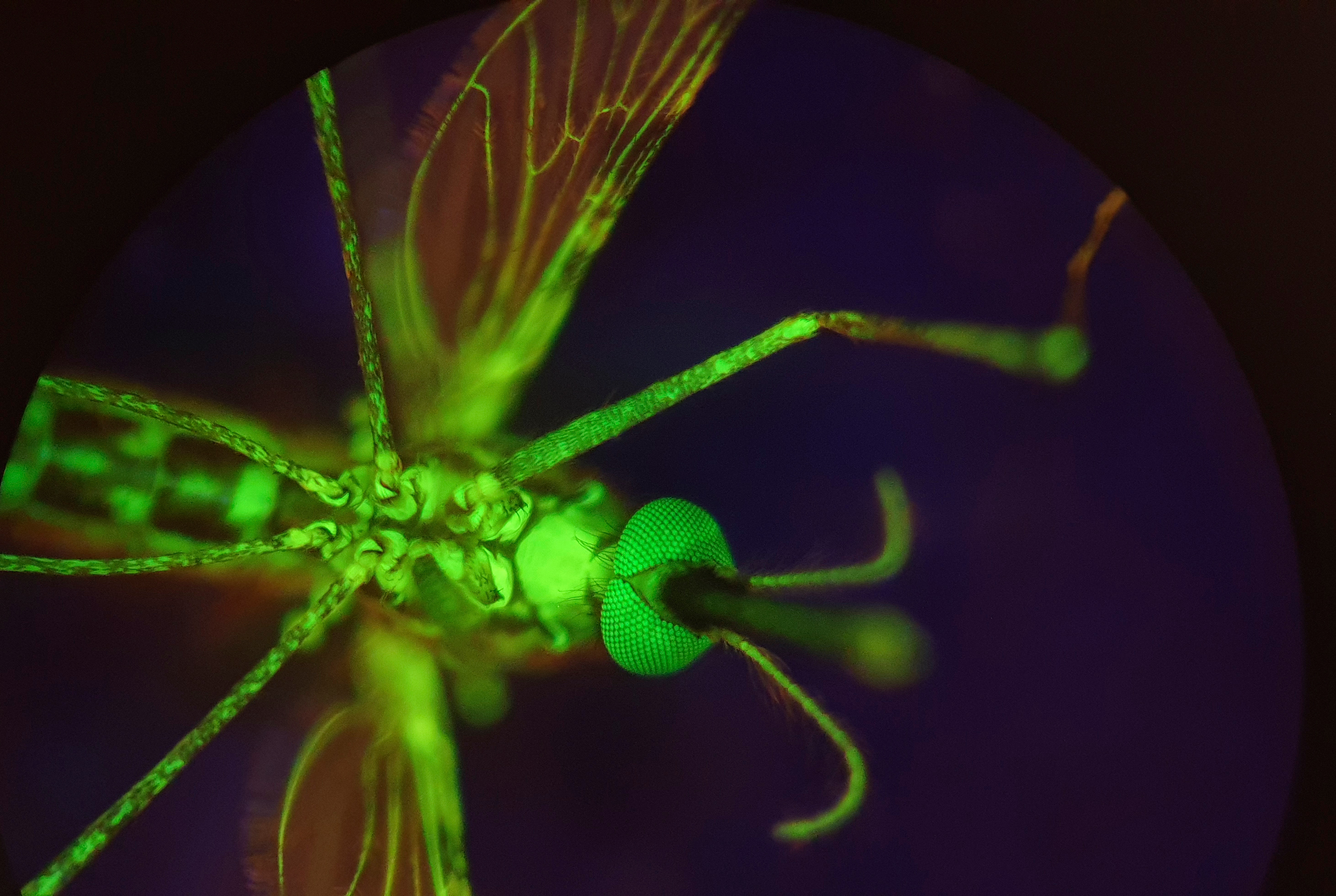 Biting the Bloodsuckers Back: Turning Human Blood into Mosquito Poison 