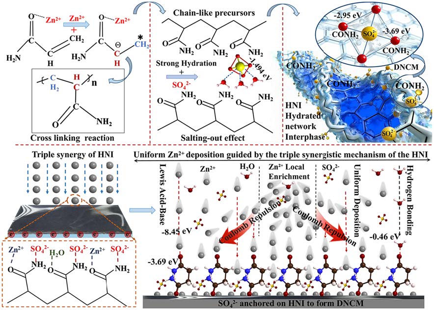 Hydrated Network Interphase with Dynamic Negatively Charged Microregion Enables Ultra‑Stable Aqueous Zinc‑Ion Batteries