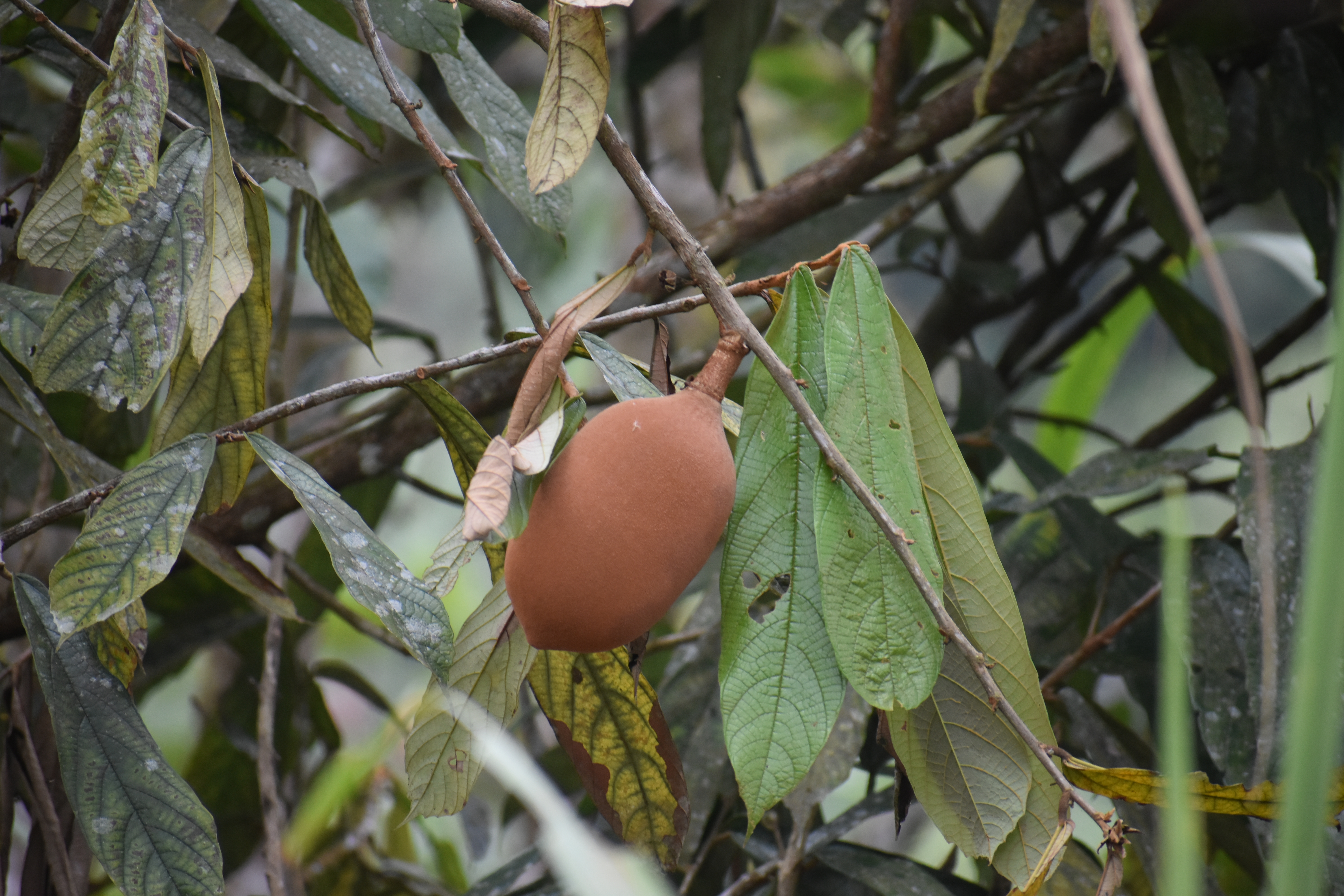 Domestication of the Amazonian fruit tree cupuaçu may have stretched over the past 8000 years