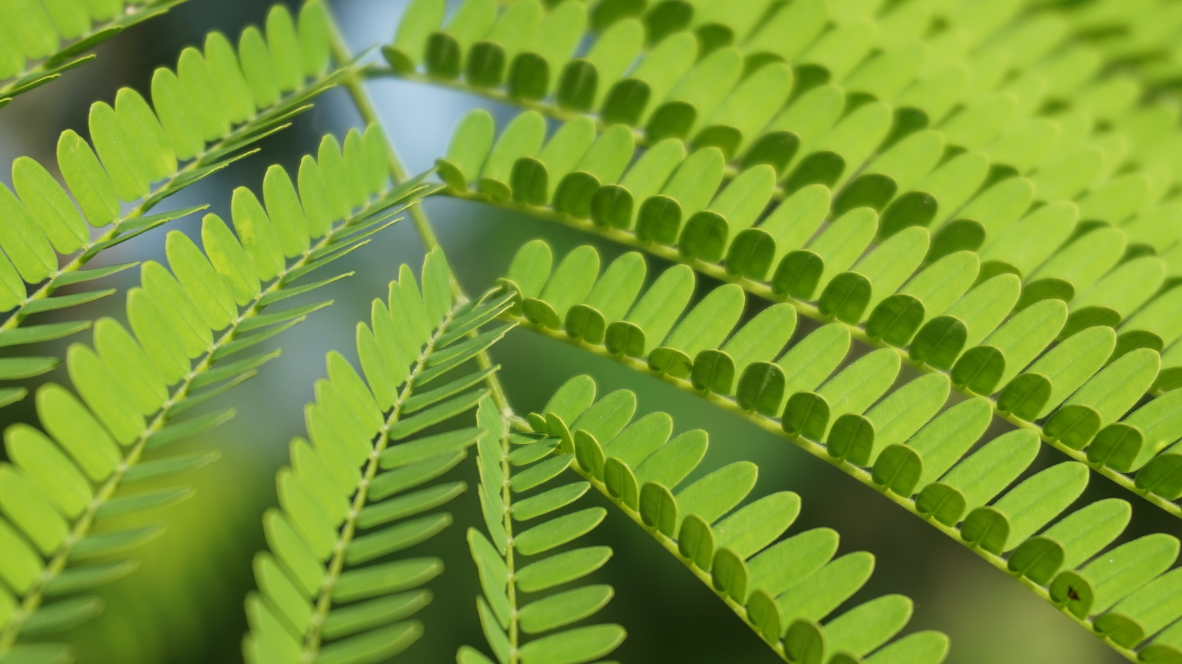 Why legumes dominate recovering Neotropical forests