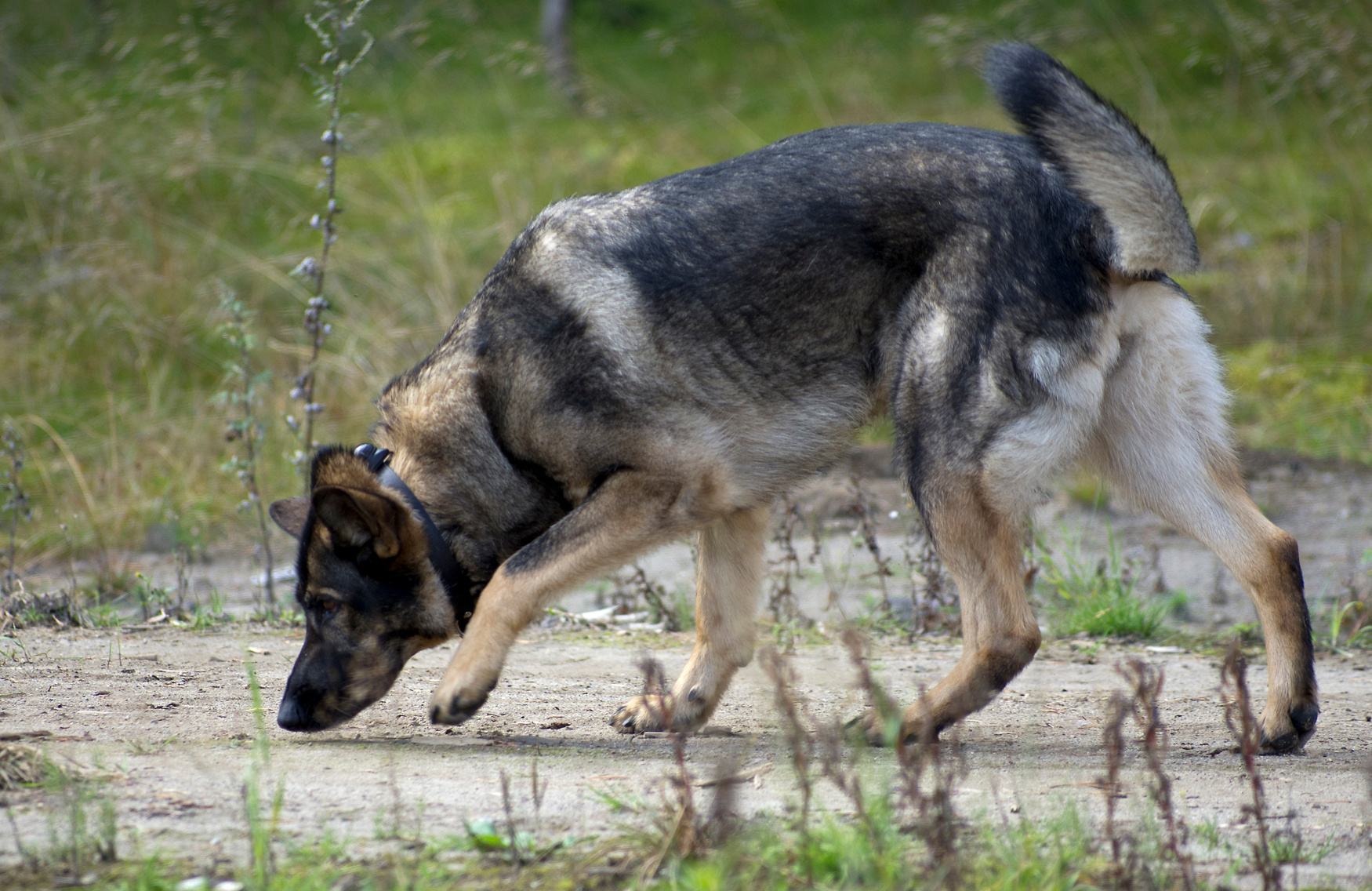 Dissecting genetic factors influencing dog behaviour