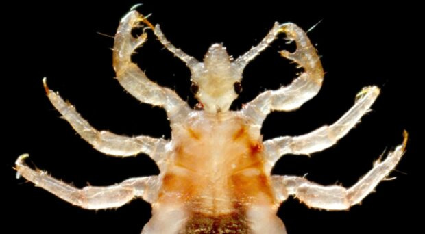 From the BugBitten Archives: An ancient disease has another vector hidden up your sleeves
