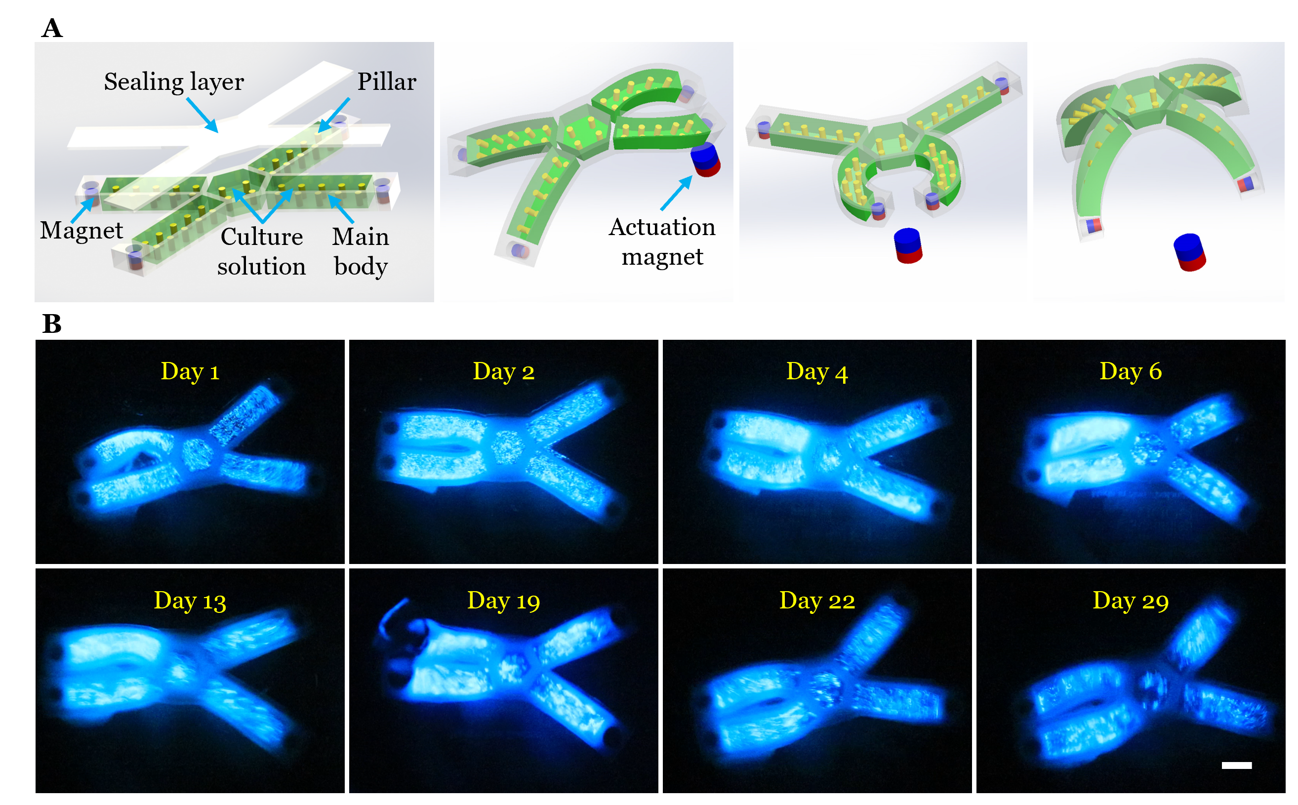Let bioluminescence light up soft robotics