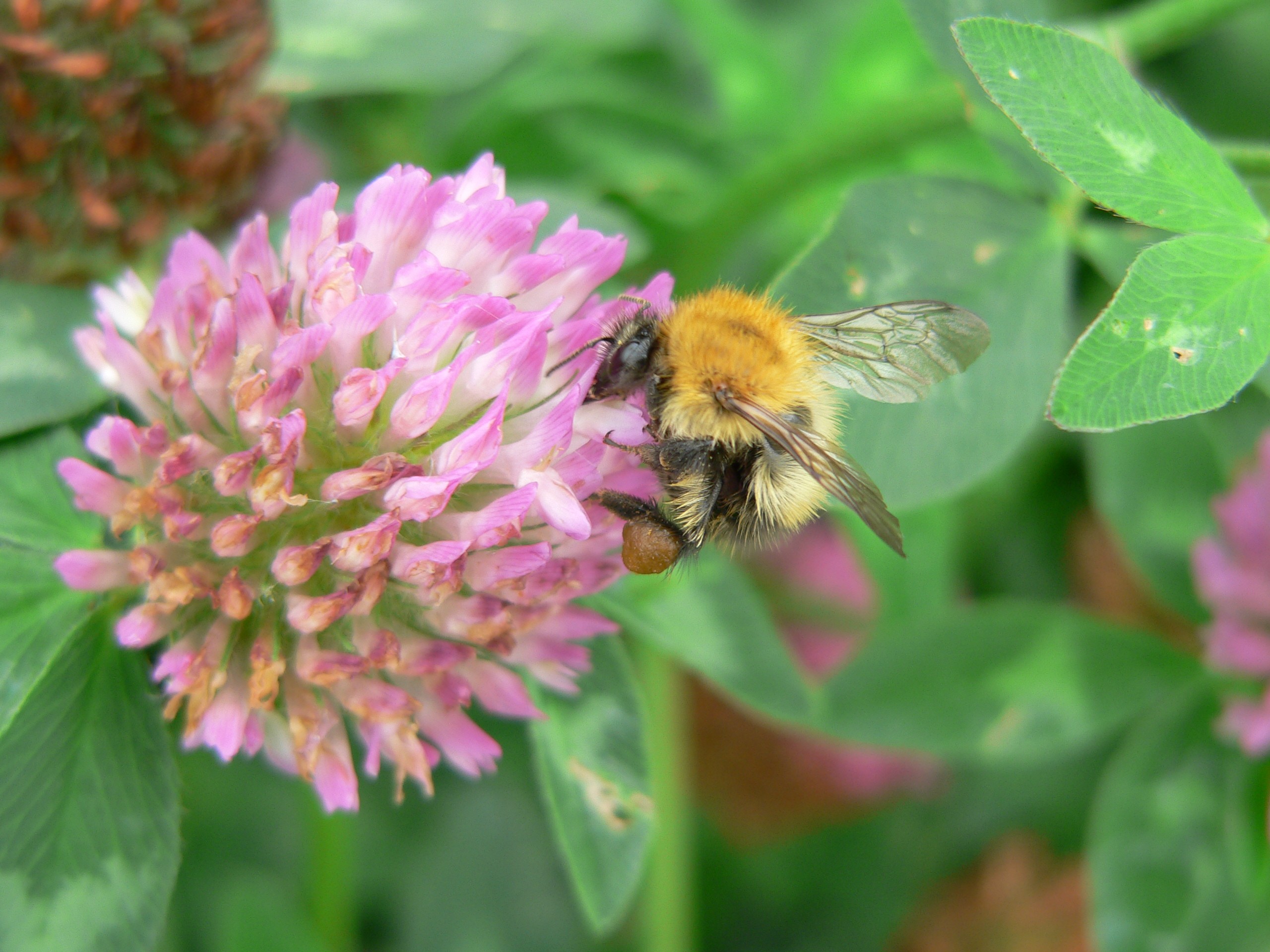 Family trees for bumblebees