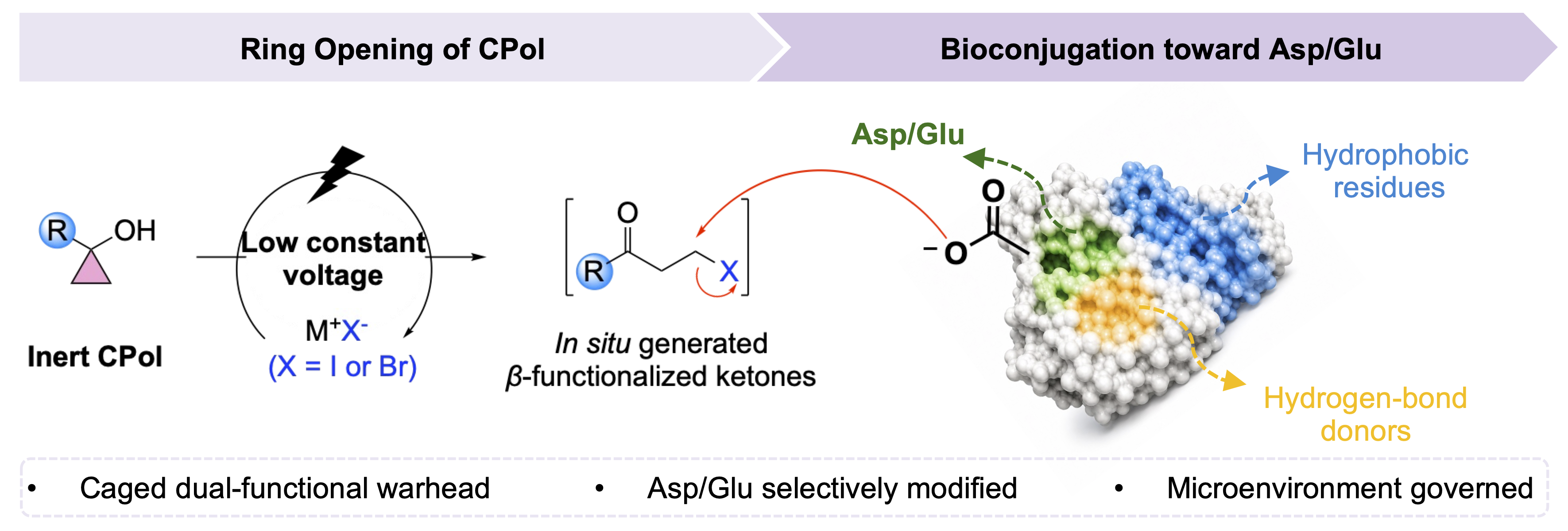 A small ring with a big role: turning cyclopropanol into a controllable tool for bioconjugation