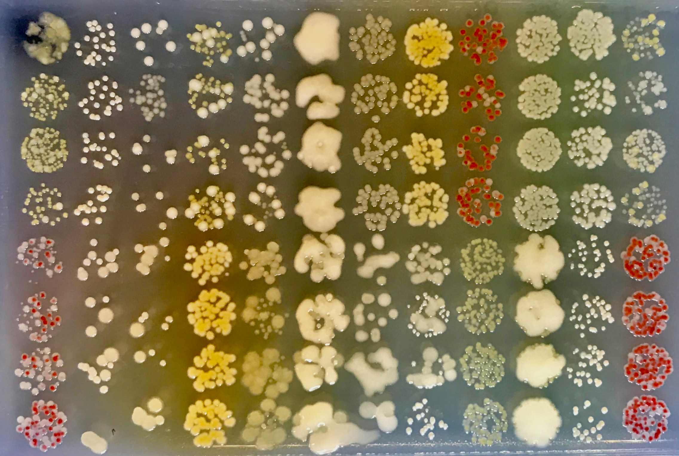  Temperature’s effect on microbial competition 