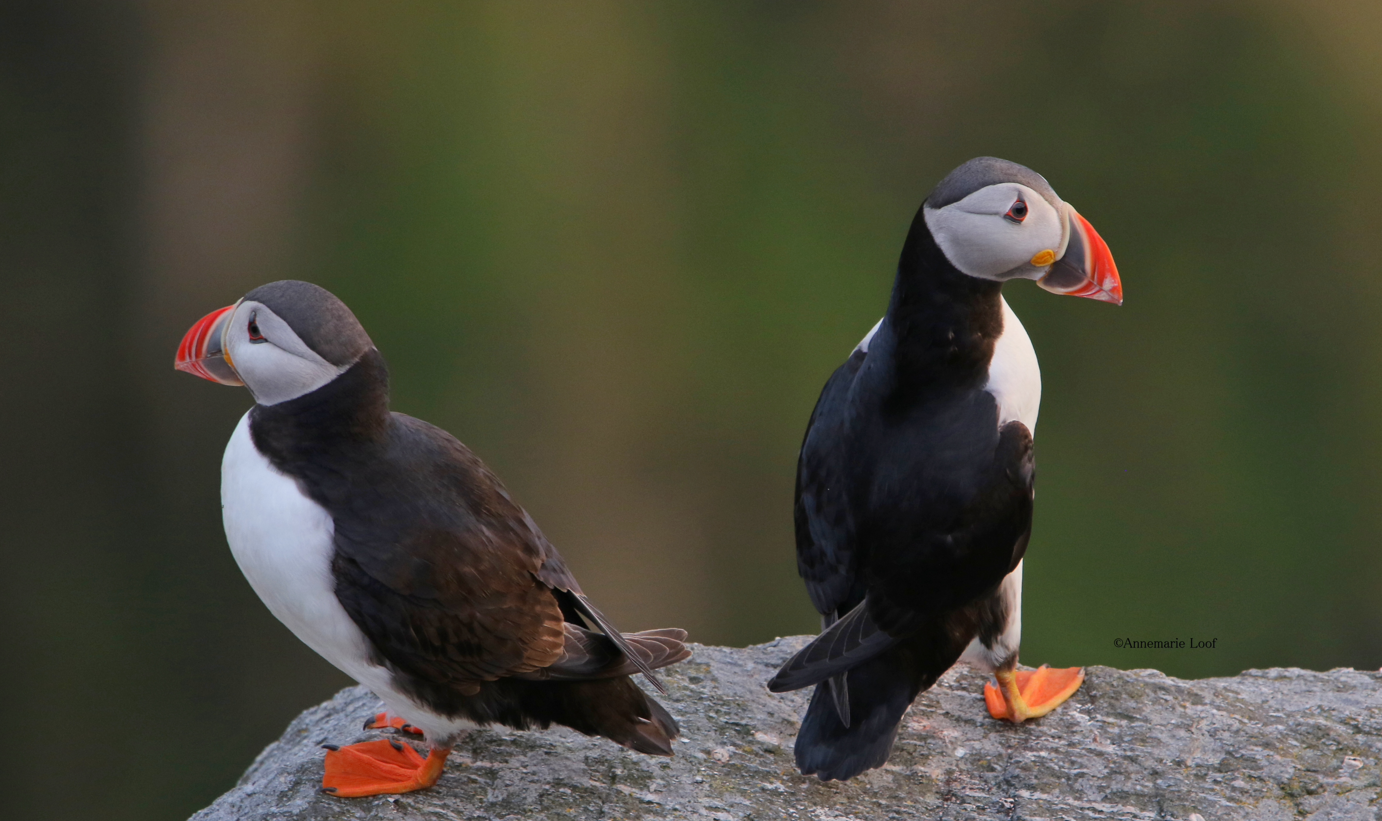 How do the genomes from “clowns of the sea” differ across the North Atlantic?