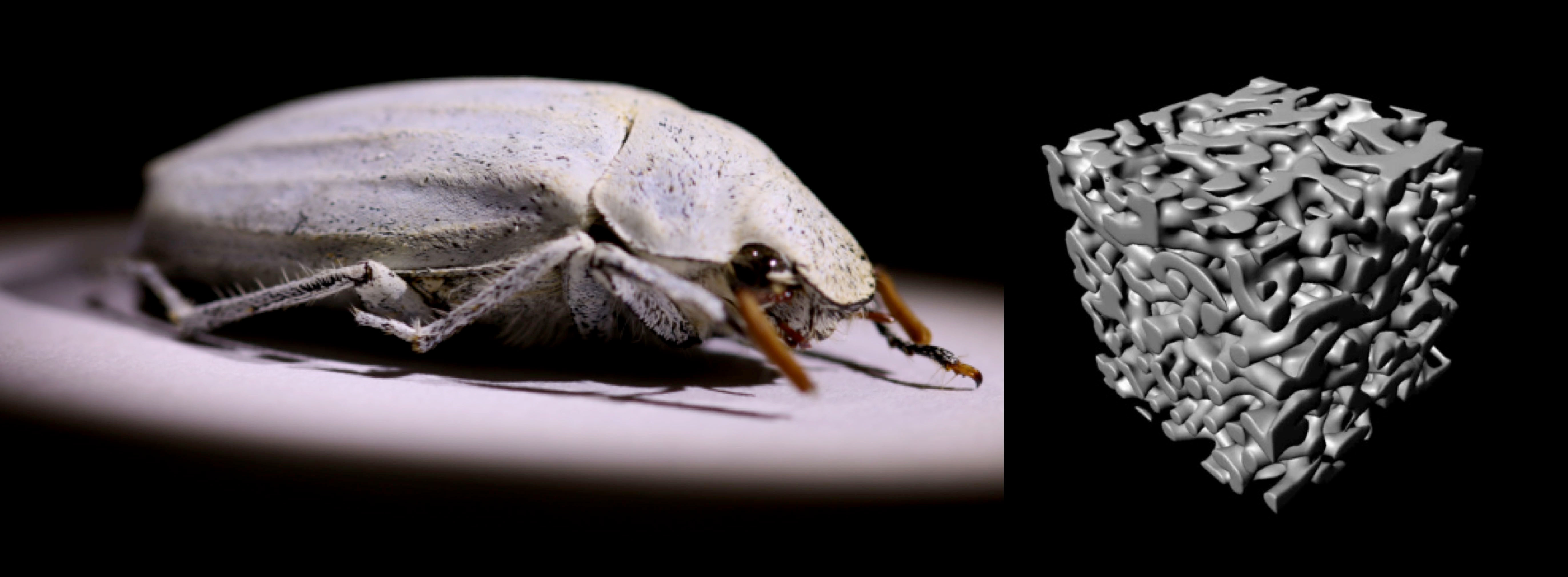 Whiter than White - Beetle inspired ultrawhite