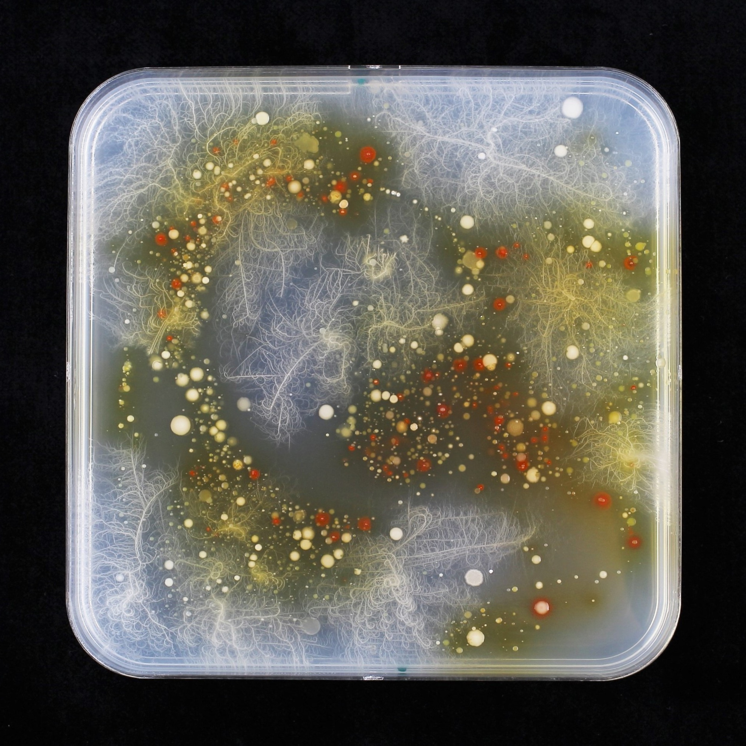 Discovering How Maize Root Bacteria Metabolize Host Exudates – A Story Of Red Art, Teamwork, and Serendipity